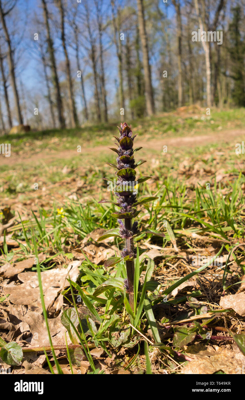 Bugle (Ajuga reptans) im Waldgebiet Herefordshire UK. April 2019 Stockfoto