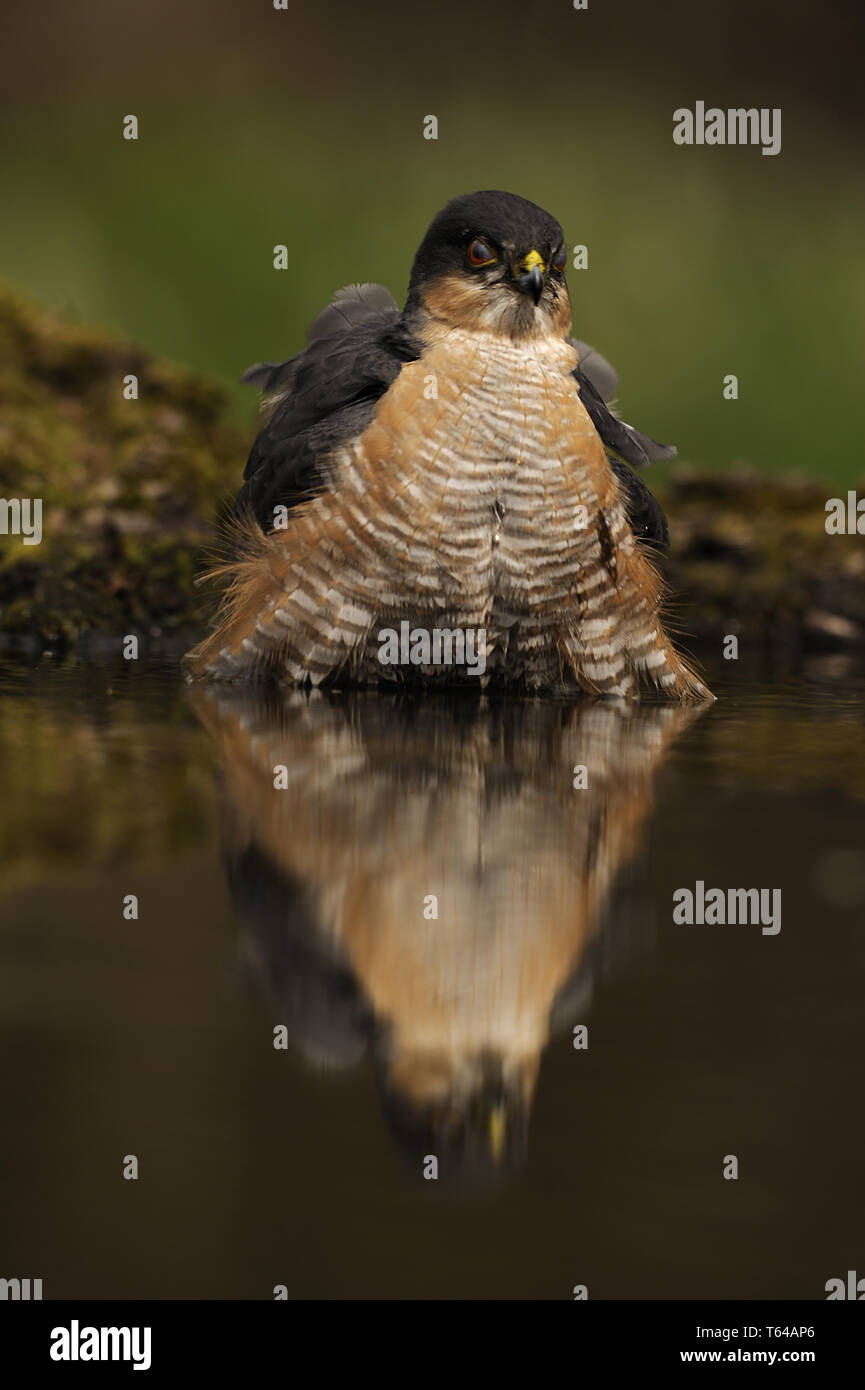 Eurasischen Sperber (Accipiter nisus), Deutschland Stockfoto