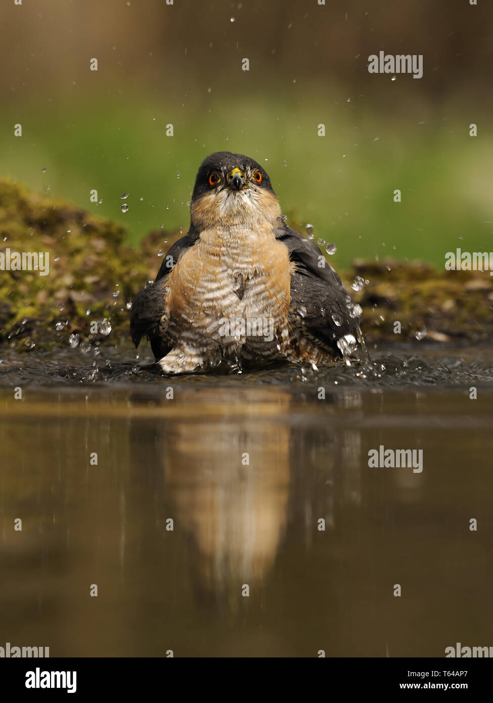 Eurasischen Sperber (Accipiter nisus), Deutschland Stockfoto