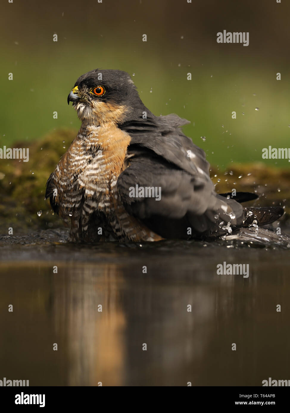 Eurasischen Sperber (Accipiter nisus), Deutschland Stockfoto