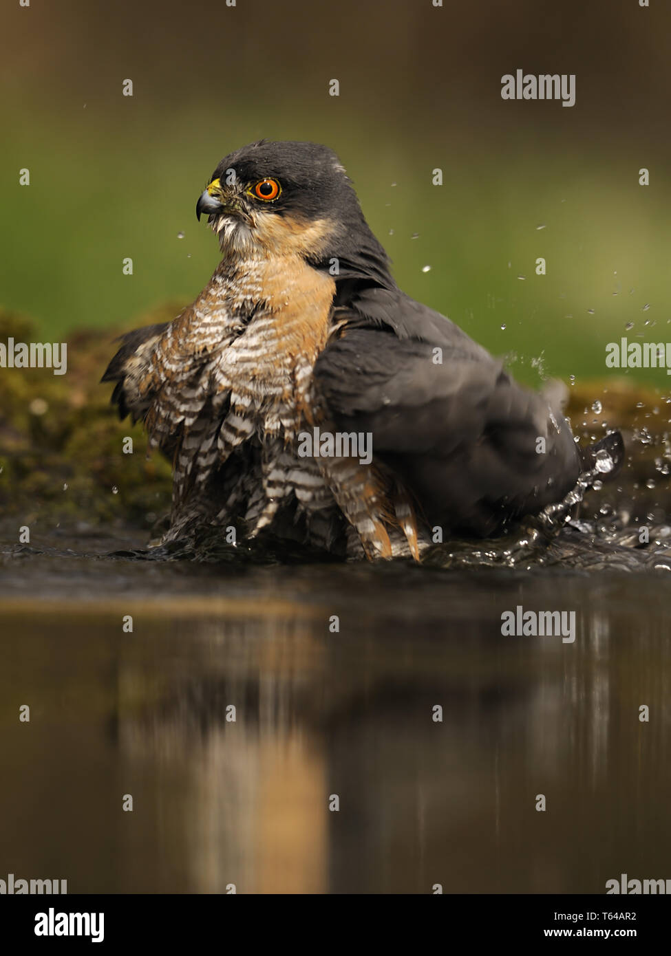 Eurasischen Sperber (Accipiter nisus), Deutschland Stockfoto