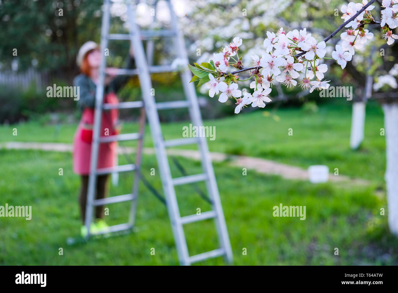 Bauer Frau oben auf einer Leiter für Care blühender Apfelbaum, an einem wunderschönen Frühlingstag Stockfoto