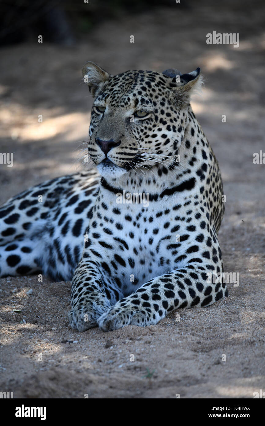 Ein verschwendet Leopard in einem Wildlife Reserve tust am Boden, nachdem er aß seine Beute auf einem Baum, am 04.03.2019. Der Leopard (Panthera pardus) gehört zur Familie der Katzen; Nach dem Tiger, Loewen und Jaguar, er ist die vierte größte Raubkatze. Die low-empfänglichen Arten leben in Asien und Afrika südlich der Sahara, unterschiedlicher Größe und Gewicht abhängig von der Umgebung, männlichen Leoparden können eine Schulterhöhe von 70-80 cm und ein Gewicht von bis zu 90 kg erreichen. Foto: Matthias Toedt/dpa-Zentralbild/ZB/Picture Alliance | Verwendung weltweit Stockfoto