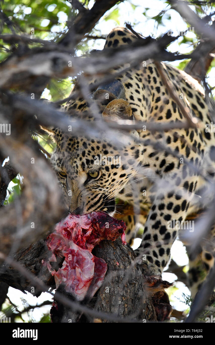 Eine marinierte Leopard hat ein Baum mit seiner Beute in einem Wildlife Reserve geklettert und ist der Riss es Essen, am 04.03.2019. Der Leopard (Panthera pardus) gehört zur Familie der Katzen; Nach dem Tiger, Loewen und Jaguar, er ist die vierte größte Raubkatze. Die low-empfänglichen Arten leben in Asien und Afrika südlich der Sahara, unterschiedlicher Größe und Gewicht abhängig von der Umgebung, männlichen Leoparden können eine Schulterhöhe von 70-80 cm und ein Gewicht von bis zu 90 kg erreichen. Foto: Matthias Toedt/dpa-Zentralbild/ZB/Picture Alliance | Verwendung weltweit Stockfoto