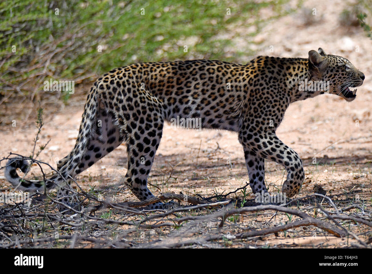 Ein Leopard an der Fotograf über eine dünn überdachte Fläche in der  Kgalagadi Transfrontier National Park, am 26.02.2019. Der Leopard (Panthera  pardus) gehört zur Familie der Katzen; Nach dem Tiger, Loewen und
