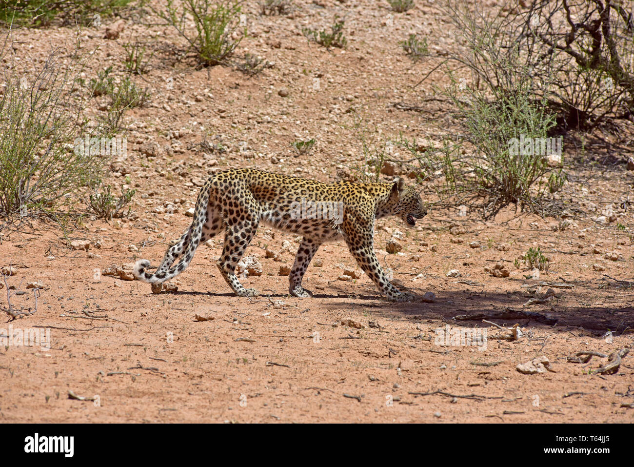 Ein Leopard an der Fotograf über eine dünn überdachte Fläche in der Kgalagadi Transfrontier National Park, am 26.02.2019. Der Leopard (Panthera pardus) gehört zur Familie der Katzen; Nach dem Tiger, Loewen und Jaguar, er ist die vierte größte Raubkatze. Die low-empfänglichen Arten leben in Asien und Afrika südlich der Sahara, unterschiedlicher Größe und Gewicht abhängig von der Umgebung, männlichen Leoparden können eine Schulterhöhe von 70-80 cm und ein Gewicht von bis zu 90 kg erreichen. Foto: Matthias Toedt/dpa-Zentralbild/ZB/Picture Alliance | Verwendung weltweit Stockfoto
