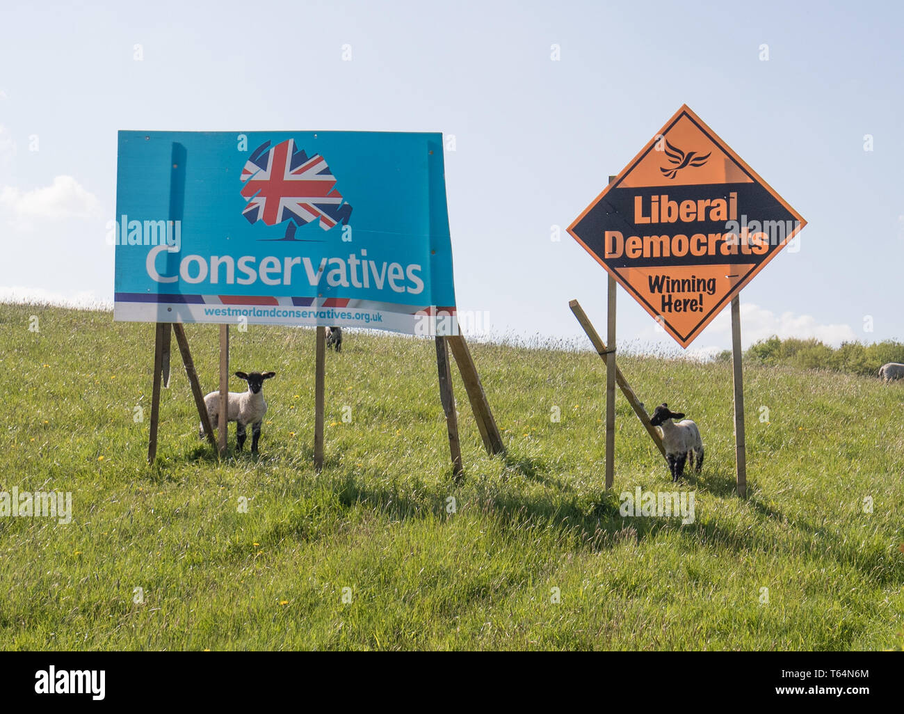 Cumbria, Großbritannien. 29 Apr, 2019. Zeichen im Feld für die Konservativen und die Liberaldemokraten mit neuen Lämmer Westmoald & Lonsdale constuincey Wo es ist immer ein enges Rennen zwischen Konservativen und Liberalen. Credit: Shoosmith/Alamy leben Nachrichten Stockfoto