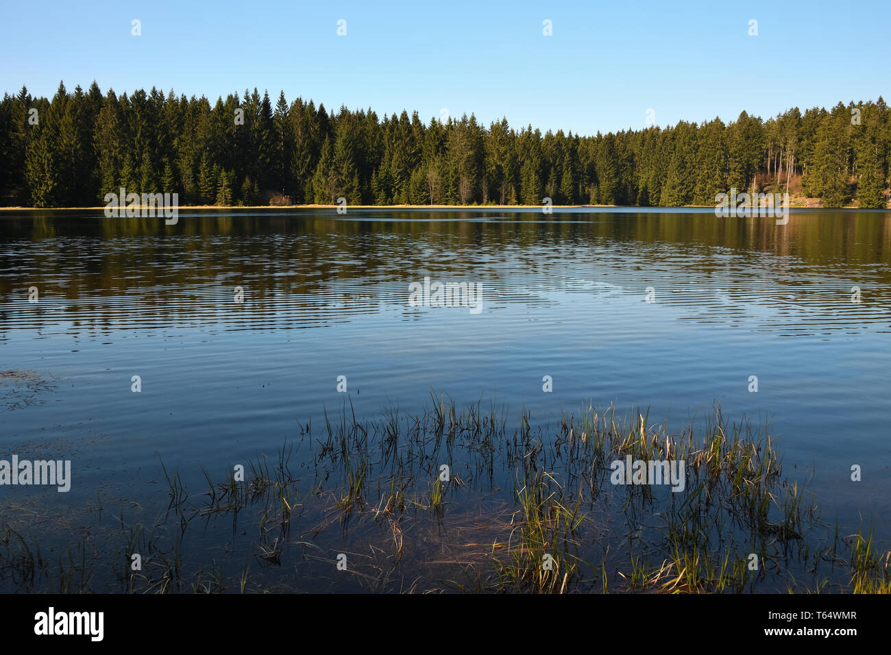 Malerischer See im Wald. Fortune Pond, Harz, Niedersachsen, Deutschland. Historische Bergbau Teich, Oberharzer Wasserregals, UNESCO-Welterbe. Stockfoto