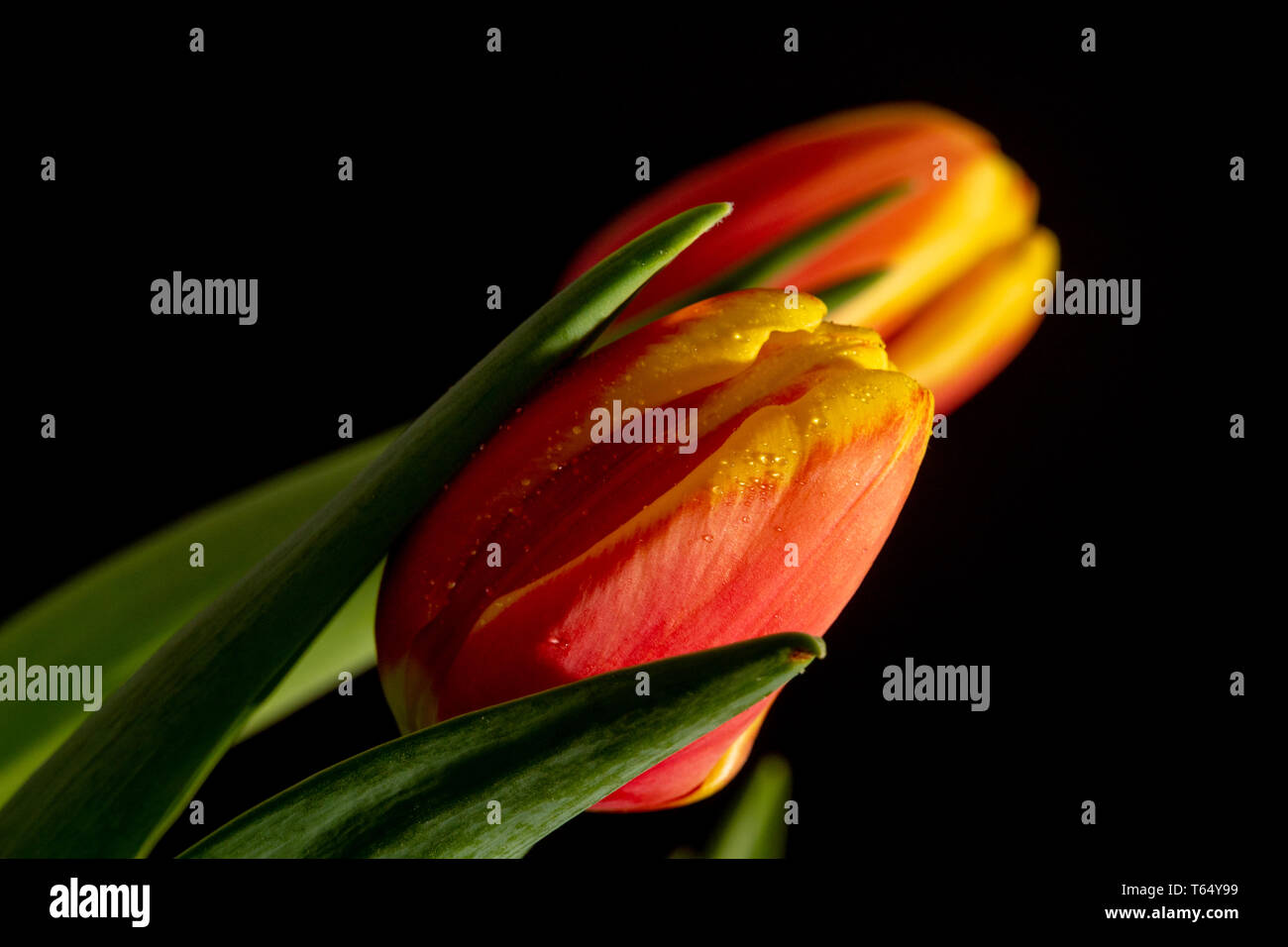 Schöne orange und rote Tulpe auf schwarzem Hintergrund Stockfoto