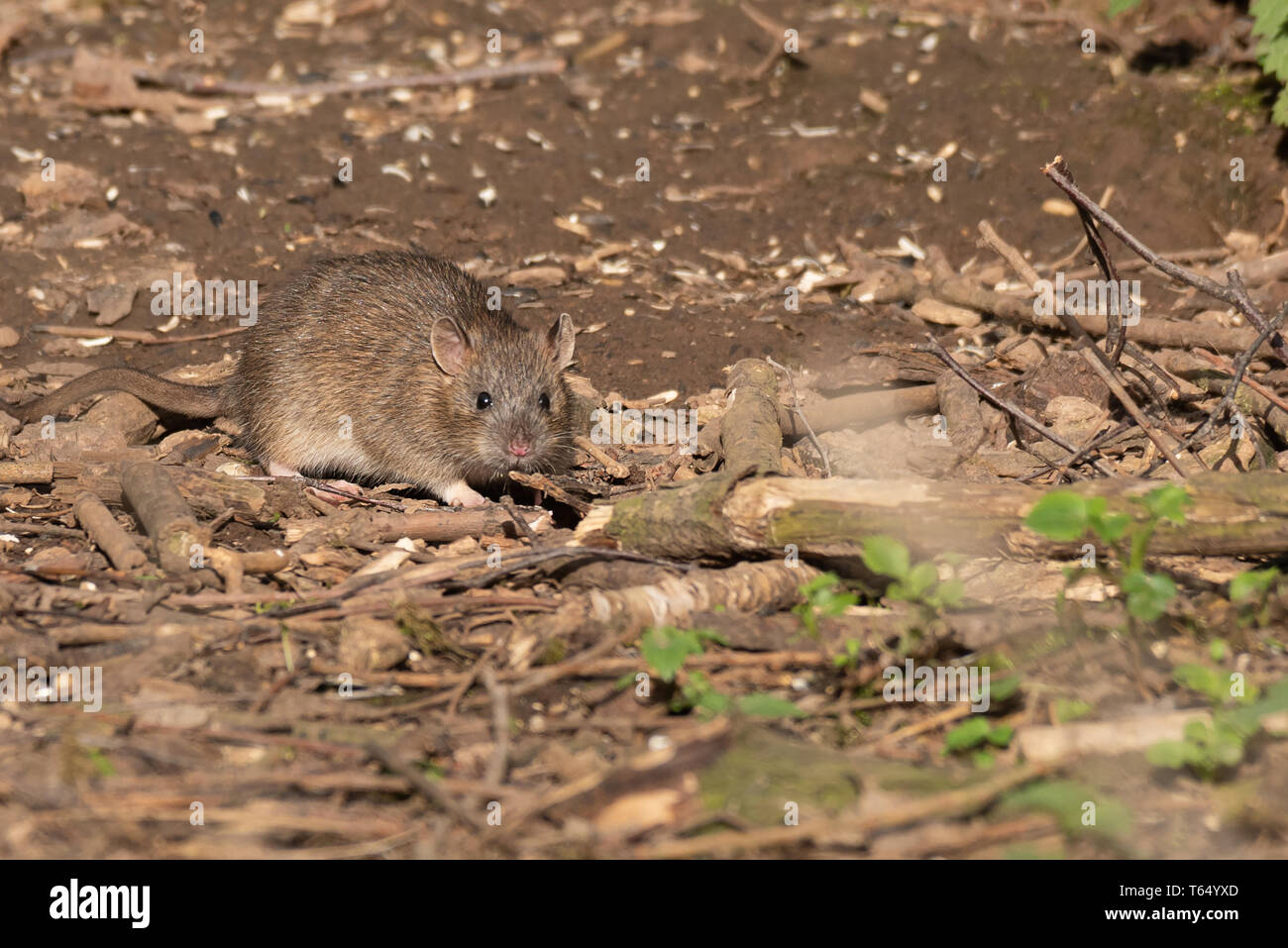 Im Sonnenlicht Gefangen das Nagetier Ratte ist Abholung Essensresten auf dem Boden und direkt auf die Kamera Stockfoto