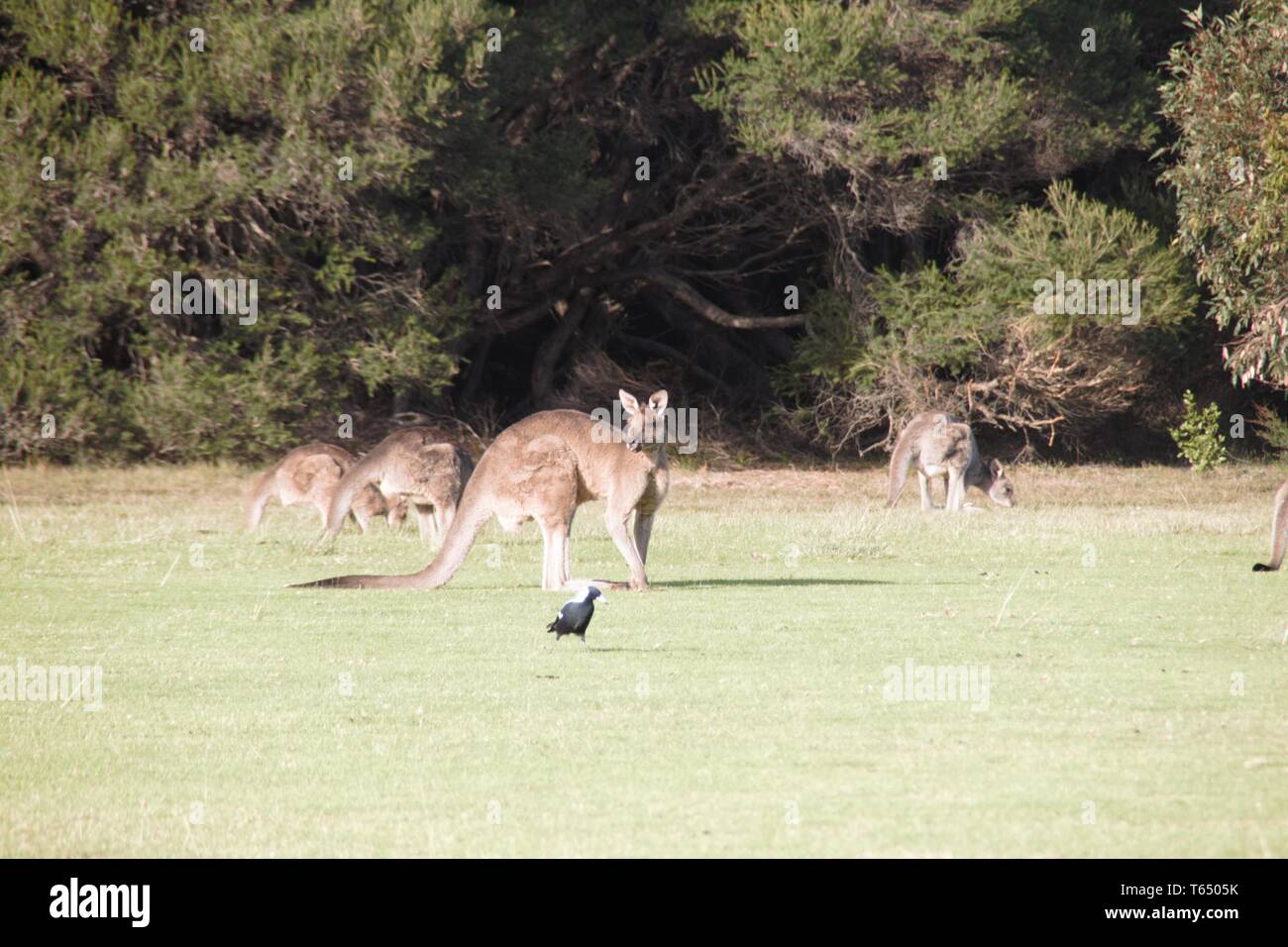 Australische Känguru Familie genießt das Golf Grün Stockfotografie - Alamy