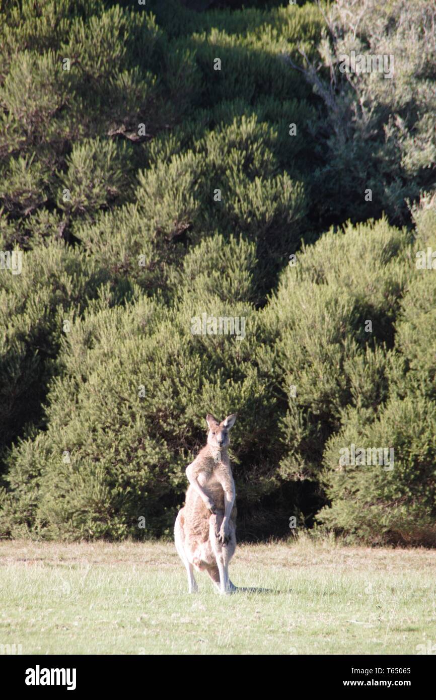 Große Australische Känguru Mann schaut mich an Stockfoto