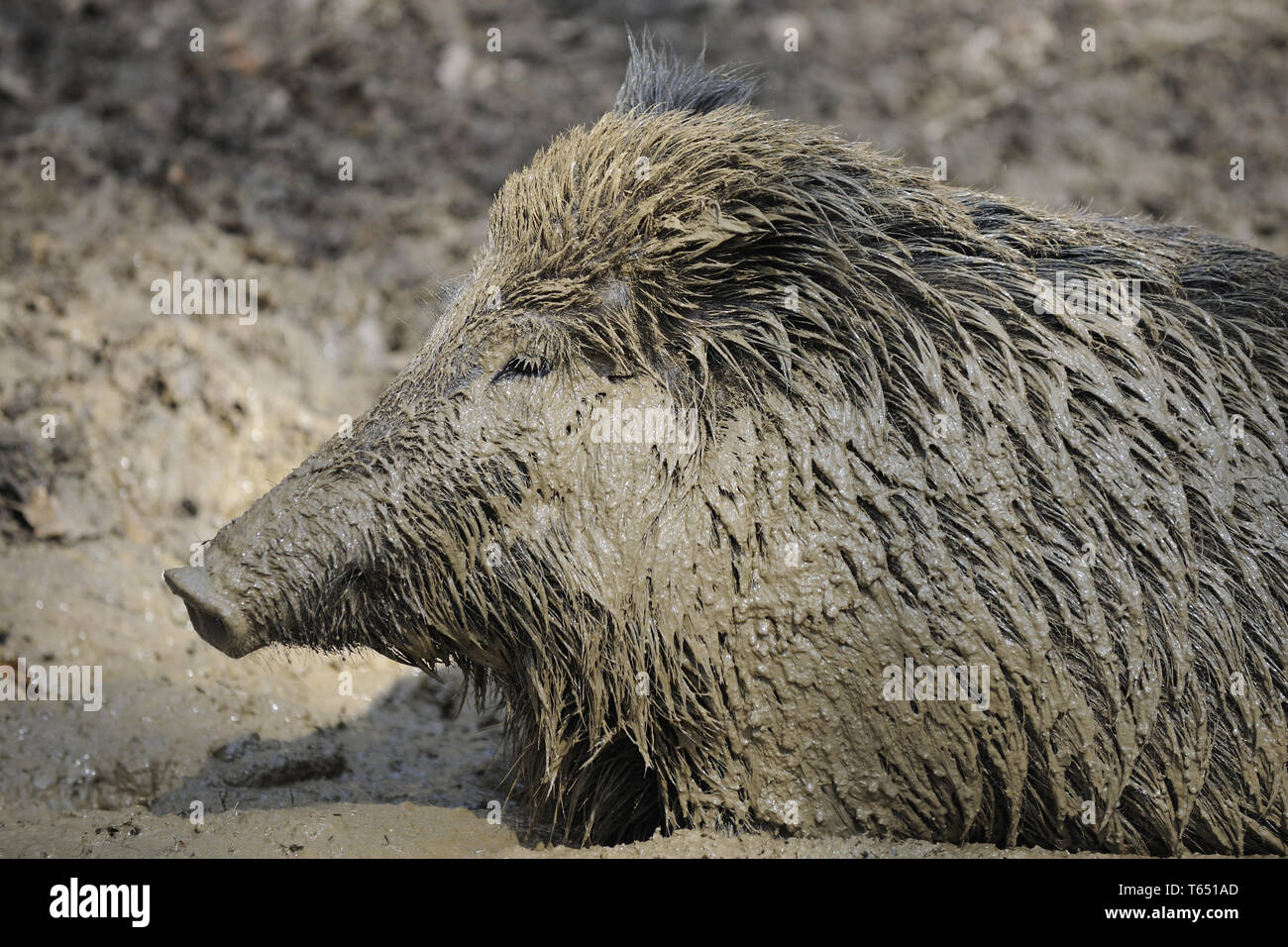 Wildschwein, Sus scrofa, Nationalpark Bayerischer Wald, Deutschland Stockfoto