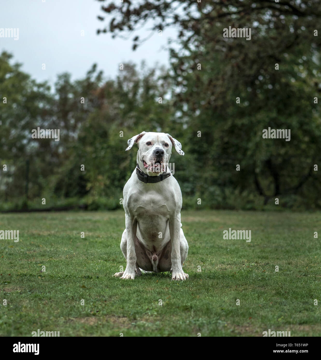 Dogo Argentino, 2 Jahre alt, im Park Stockfoto