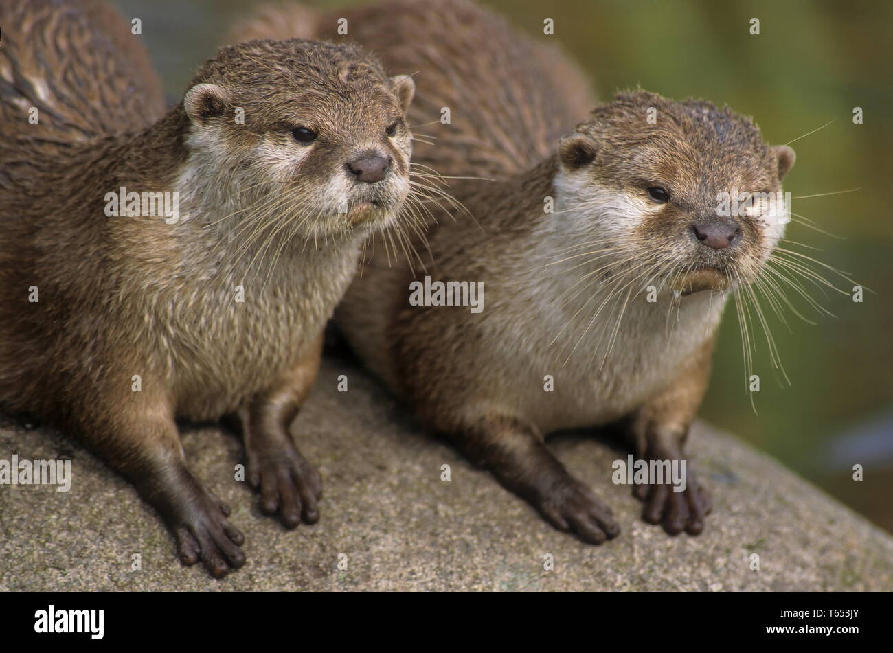 Asiatische Small - kratzte Otter [Aonyx cinerea] Stockfoto