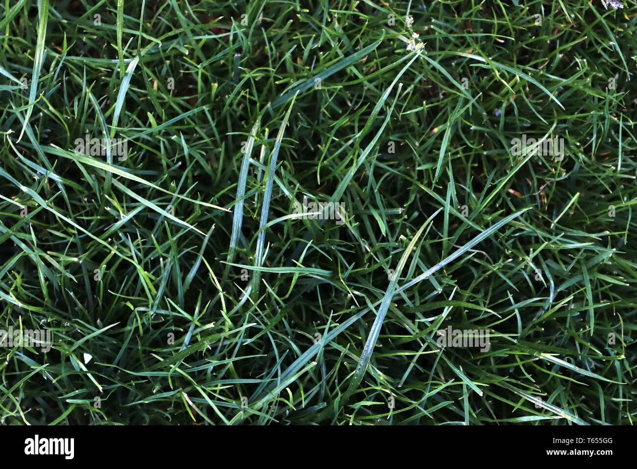 Schließen Sie die Oberfläche der grünen Gras auf einer Wiese an einem sonnigen Sommertag Stockfoto