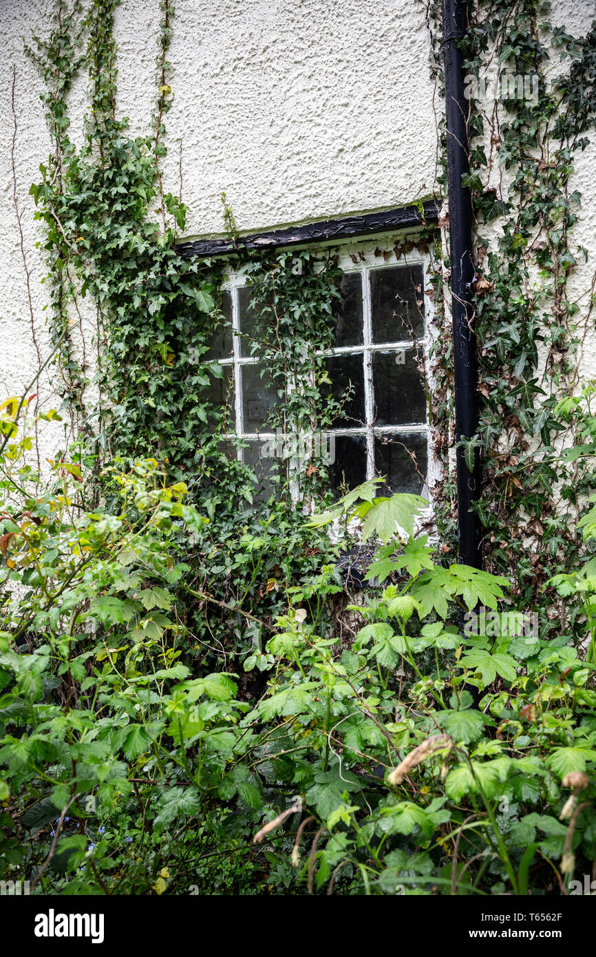 Fenster, Haus, Efeu, bewachsen, Auen, Farbe Grn, Natur, keine Menschen,  Abstrakte, Lebensstile, Architektur, Hintergrnde, Stadt, Stadt, Cr  Stockfotografie - Alamy