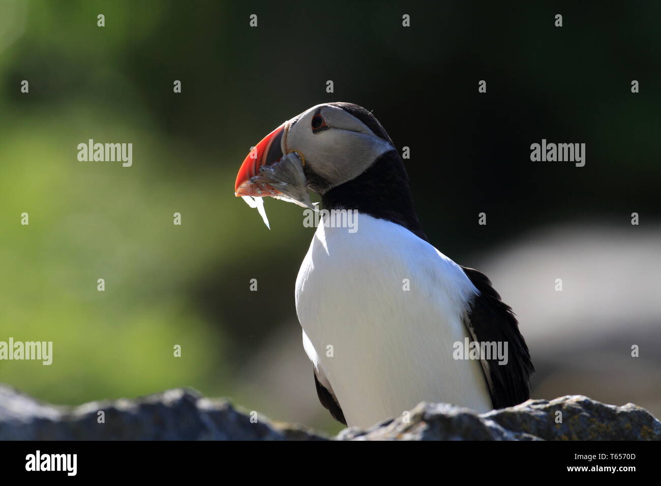 Papageitaucher, Fratercula arctica, Nordeuropa Stockfoto