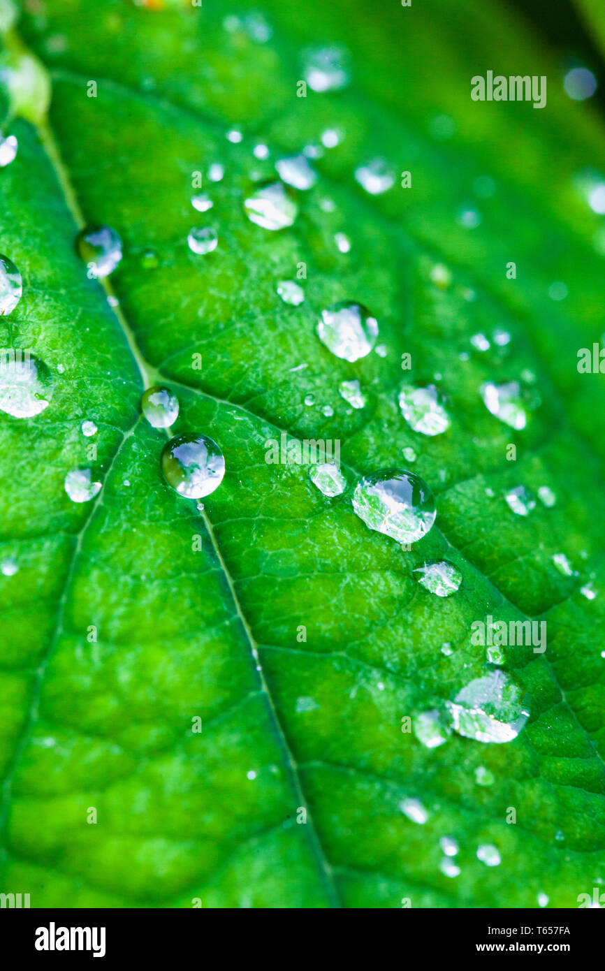 Wassertropfen auf einem grünen Blatt Stockfoto