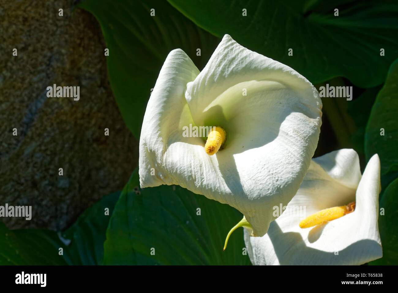 Calla Lilien, weißen, gelben Spadix, Nahaufnahme, kultivierten Blumen, Zantedeschia aethiopica, Weingut Aveleda, Garten, Europa, Lisboa, Portugal, sp Stockfoto