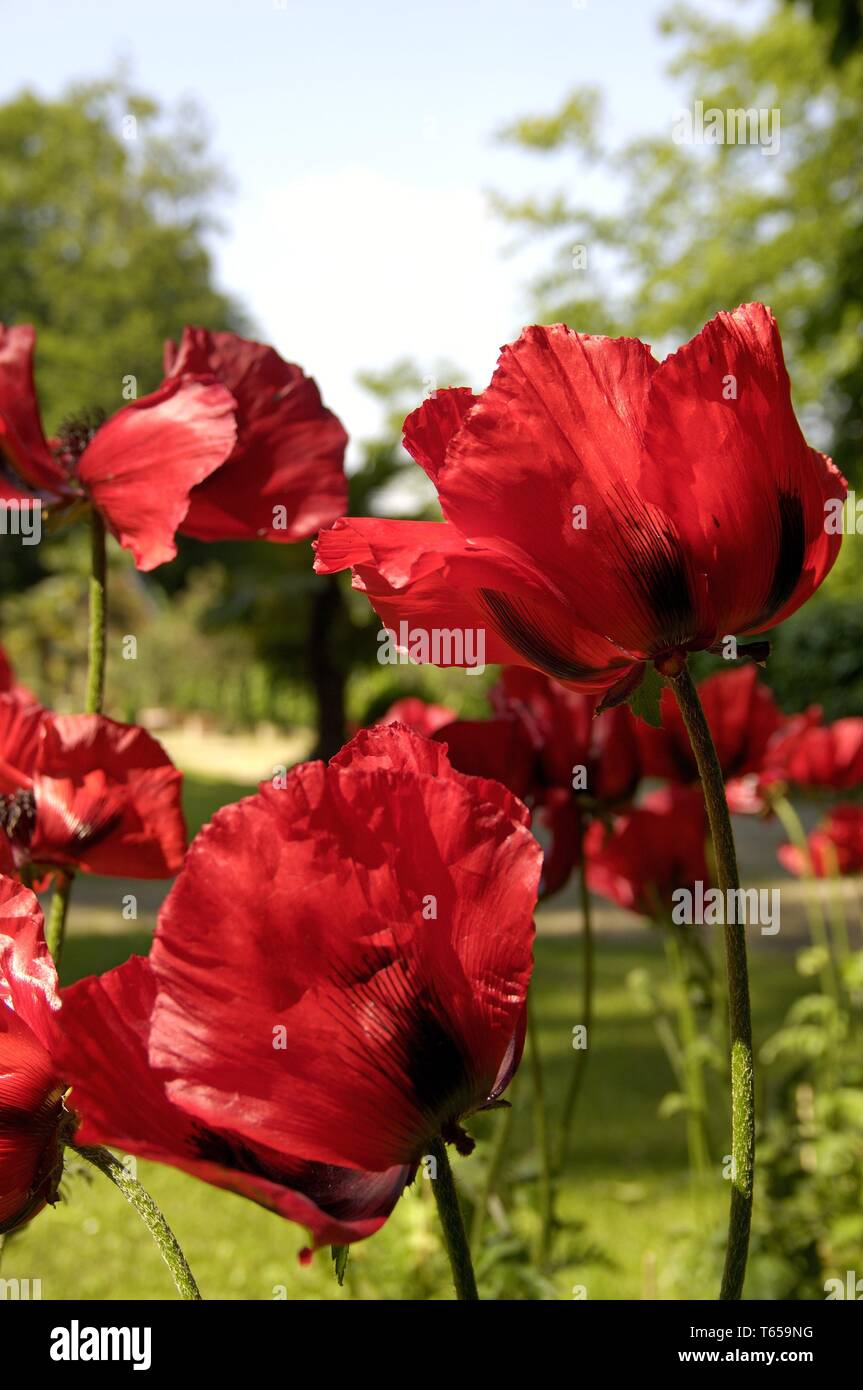 Mais Mohn oder headwark, Papaver rhoeas Stockfoto