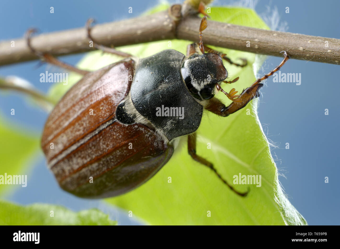 Maikaefer, Feldmaikaefer, Melolontha melolontha, Maikaefer Stockfoto