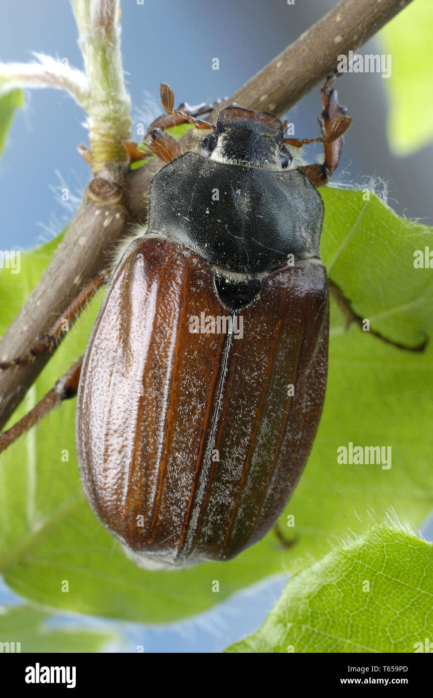 Maikaefer, Feldmaikaefer, Melolontha melolontha, Maikaefer Stockfoto