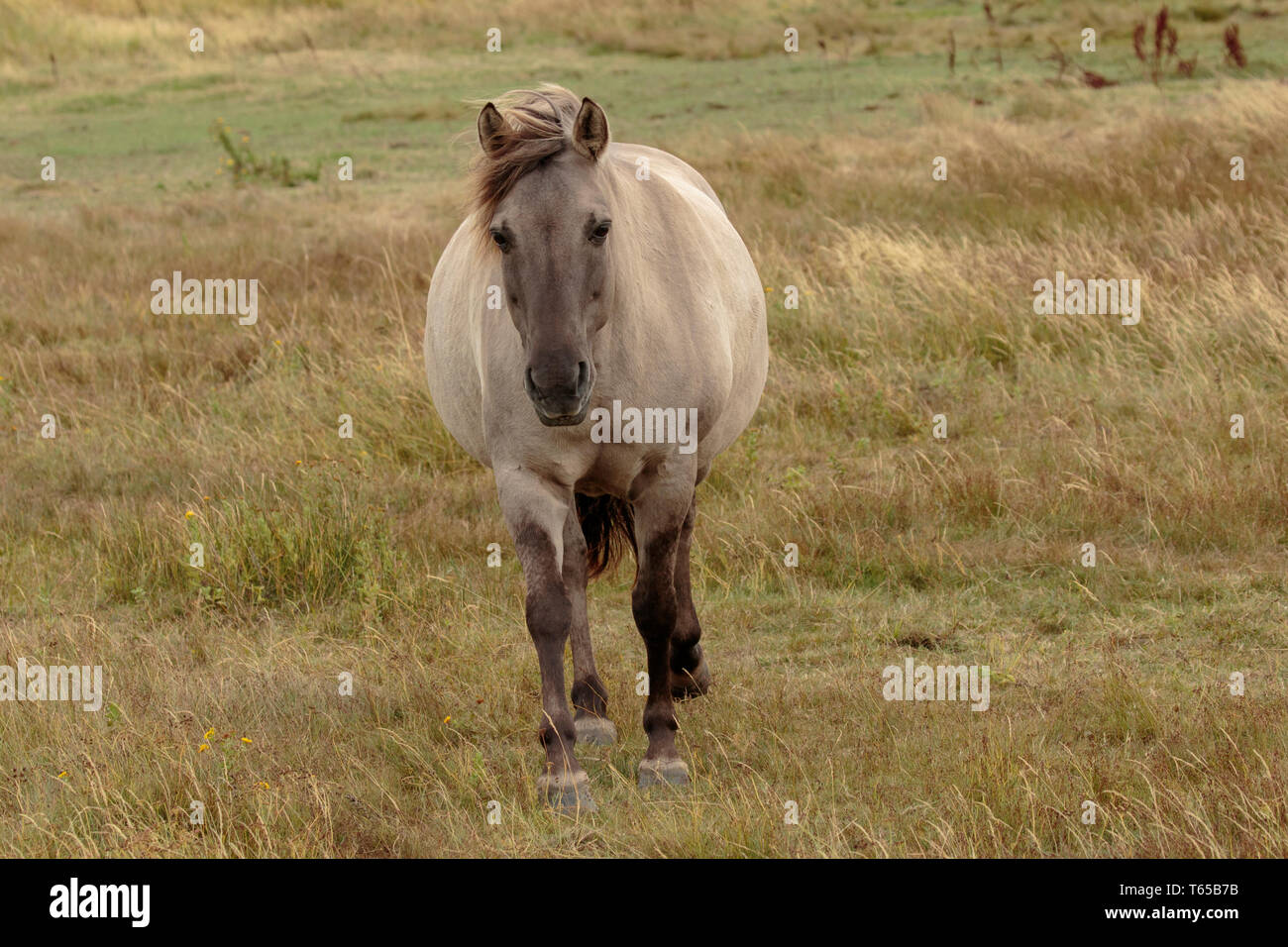 Konic Horse Pony Holme Nature Reserve, Norfolk Stockfoto