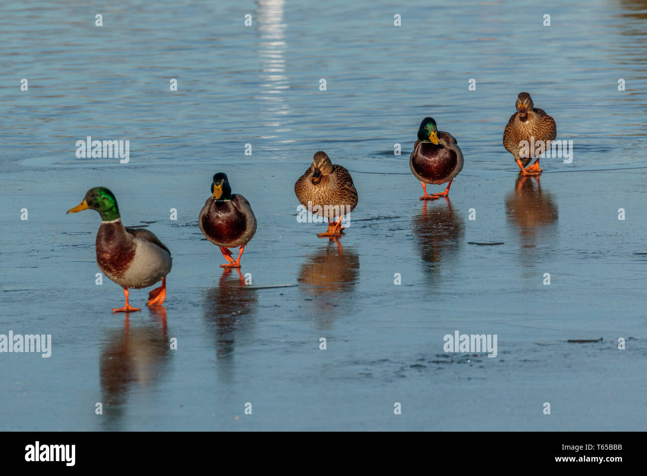 Enten in einer Reihe Stockente Stockfoto