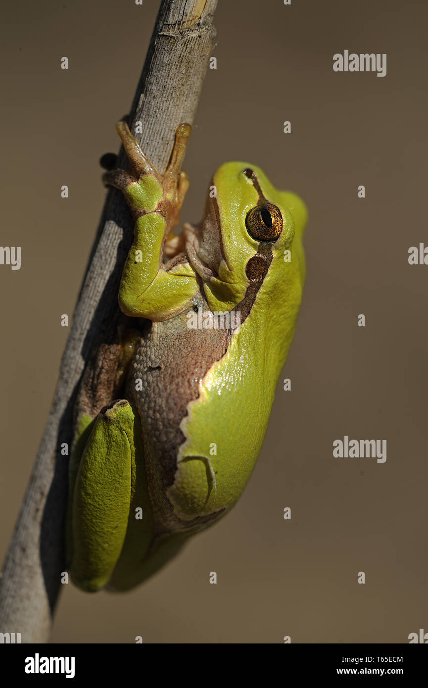 Europäischer Laubfrosch, Hyla arborea Stockfoto