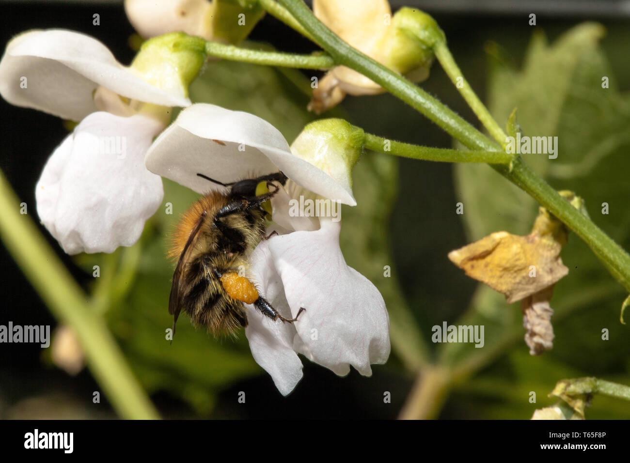 Honig Biene (Apis mellifica), Deutschland Stockfoto