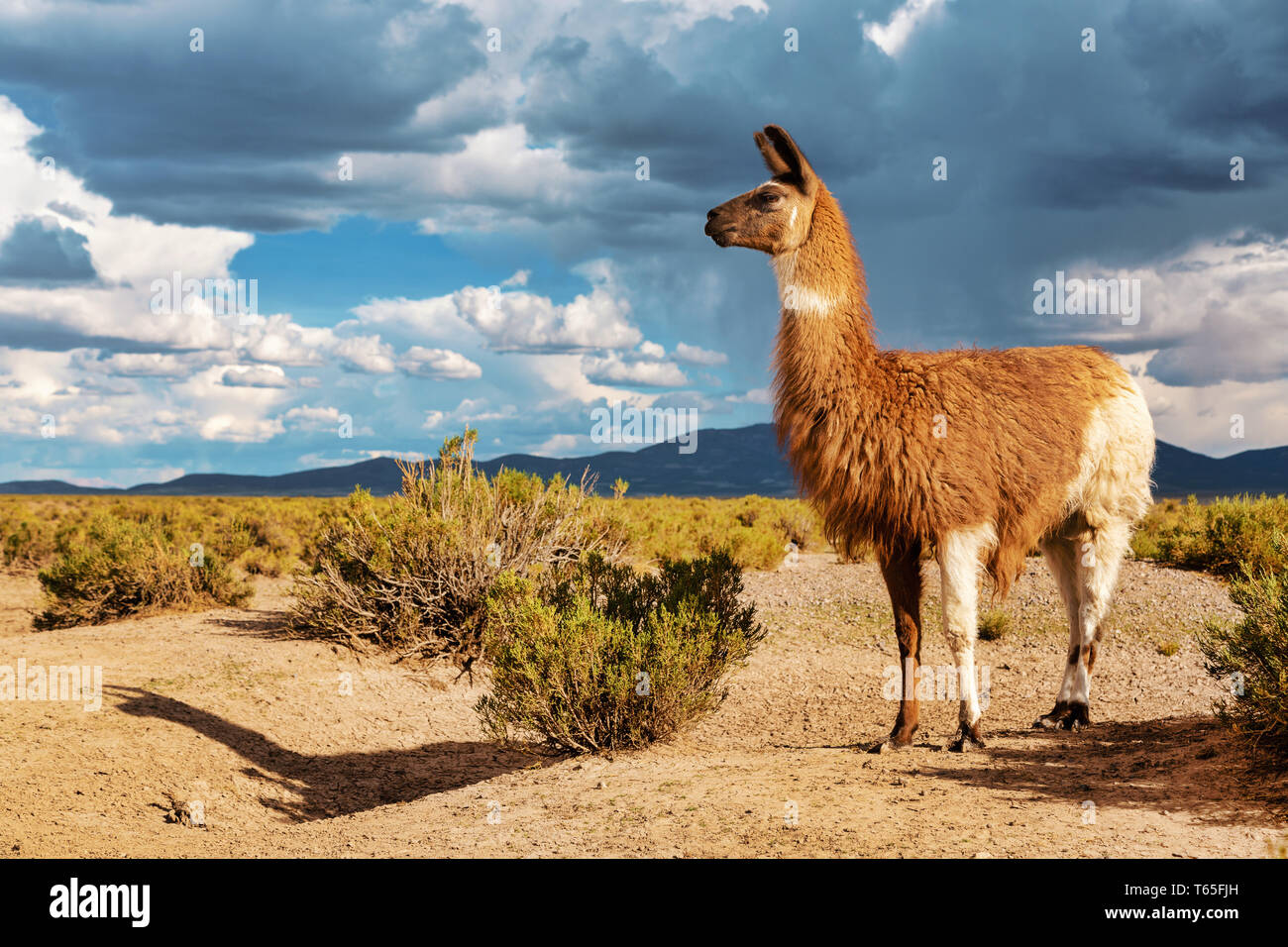 Ein Lama (Lama glama) in die Anden. Im Hintergrund bewölkten Himmel. Lamas sind häuslich Südamerikanische Kameliden Stockfoto