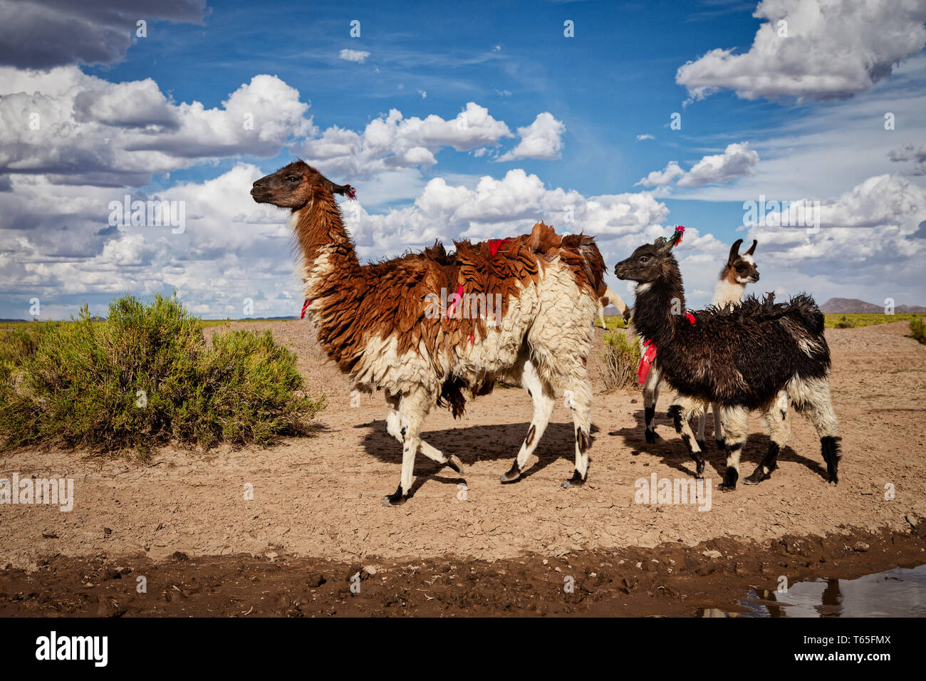 Ein Lama und sein Baby (Lama glama) Lamas sind Höhen heimischen Kameliden aus den Anden in Südamerika Stockfoto
