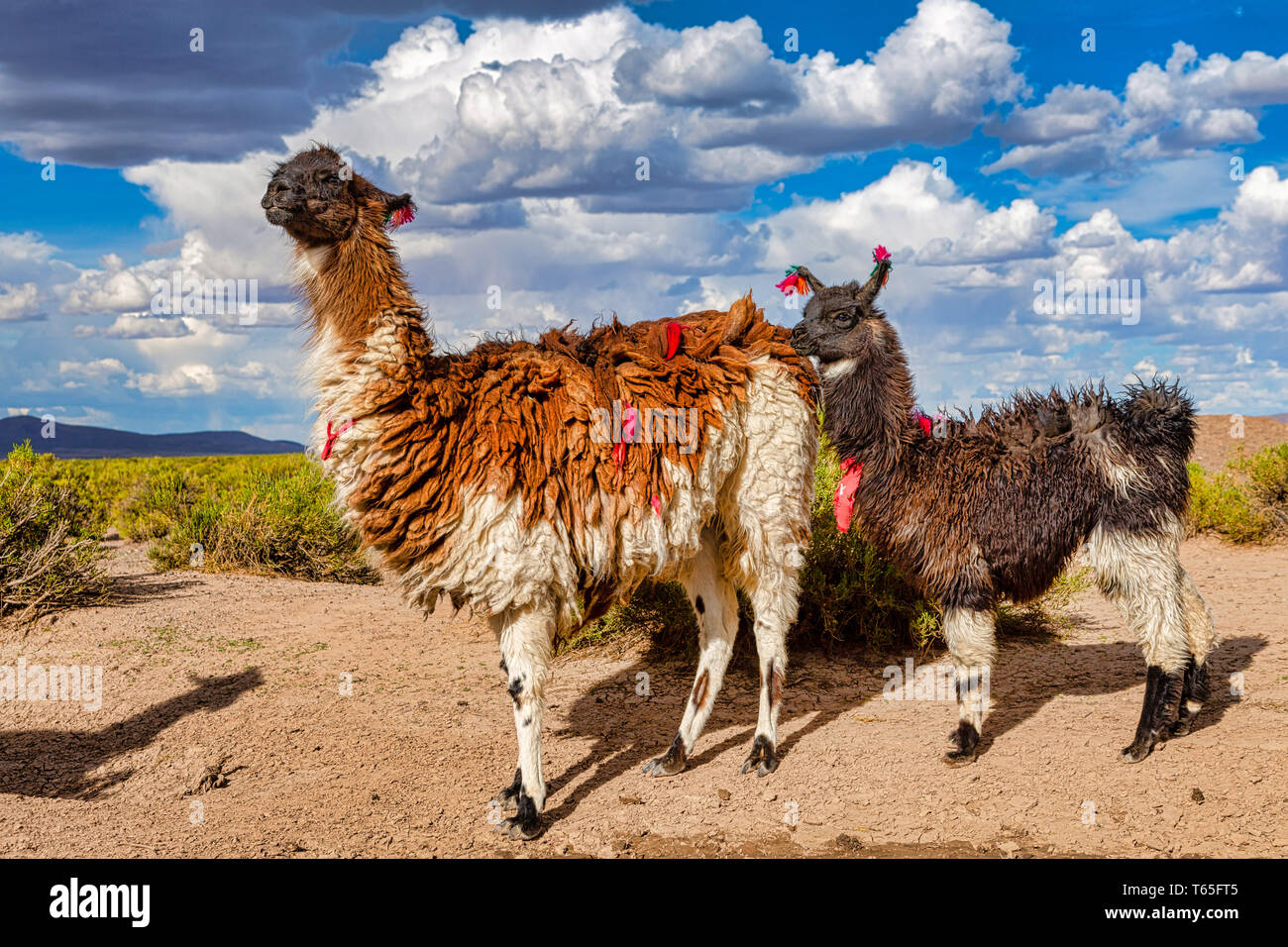 Ein Lama und sein Baby (Lama glama) Lamas sind Höhen heimischen Kameliden aus den Anden in Südamerika Stockfoto