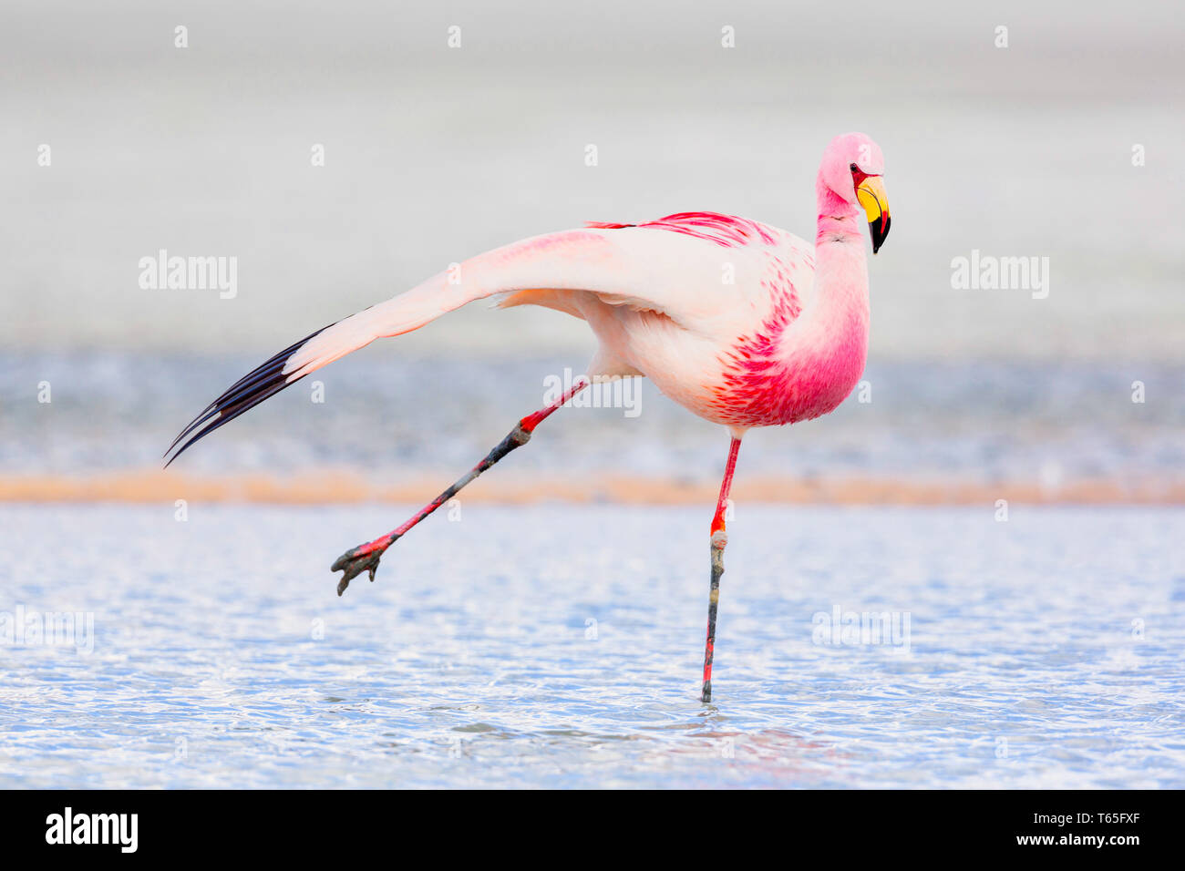 Anden Flamingo (Phoenicoparrus andinus) ist eine der seltensten Flamingos in der Welt. Es lebt in den Anden Südamerikas. Stockfoto