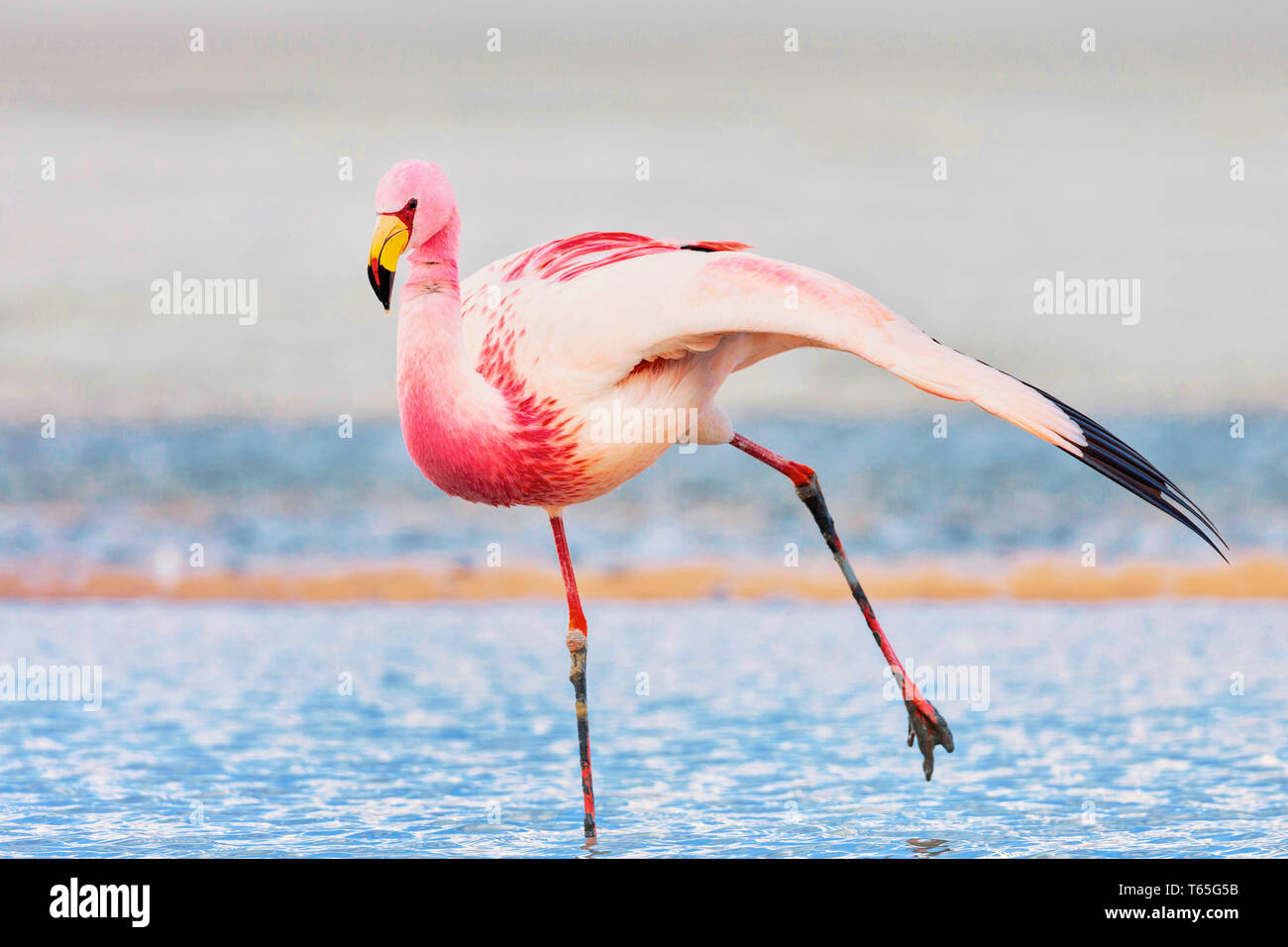Anden Flamingo (Phoenicoparrus andinus) ist eine der seltensten Flamingos in der Welt. Es lebt in den Anden Südamerikas. Stockfoto