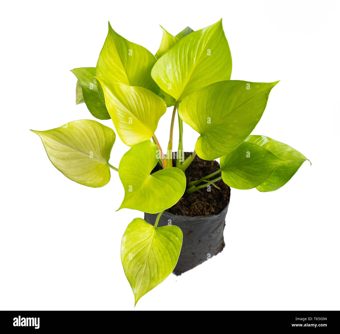 Schne gelbe Blatt der Philodendron Goldenes Herz pflanze auf Polybeutel  Stockfotografie - Alamy