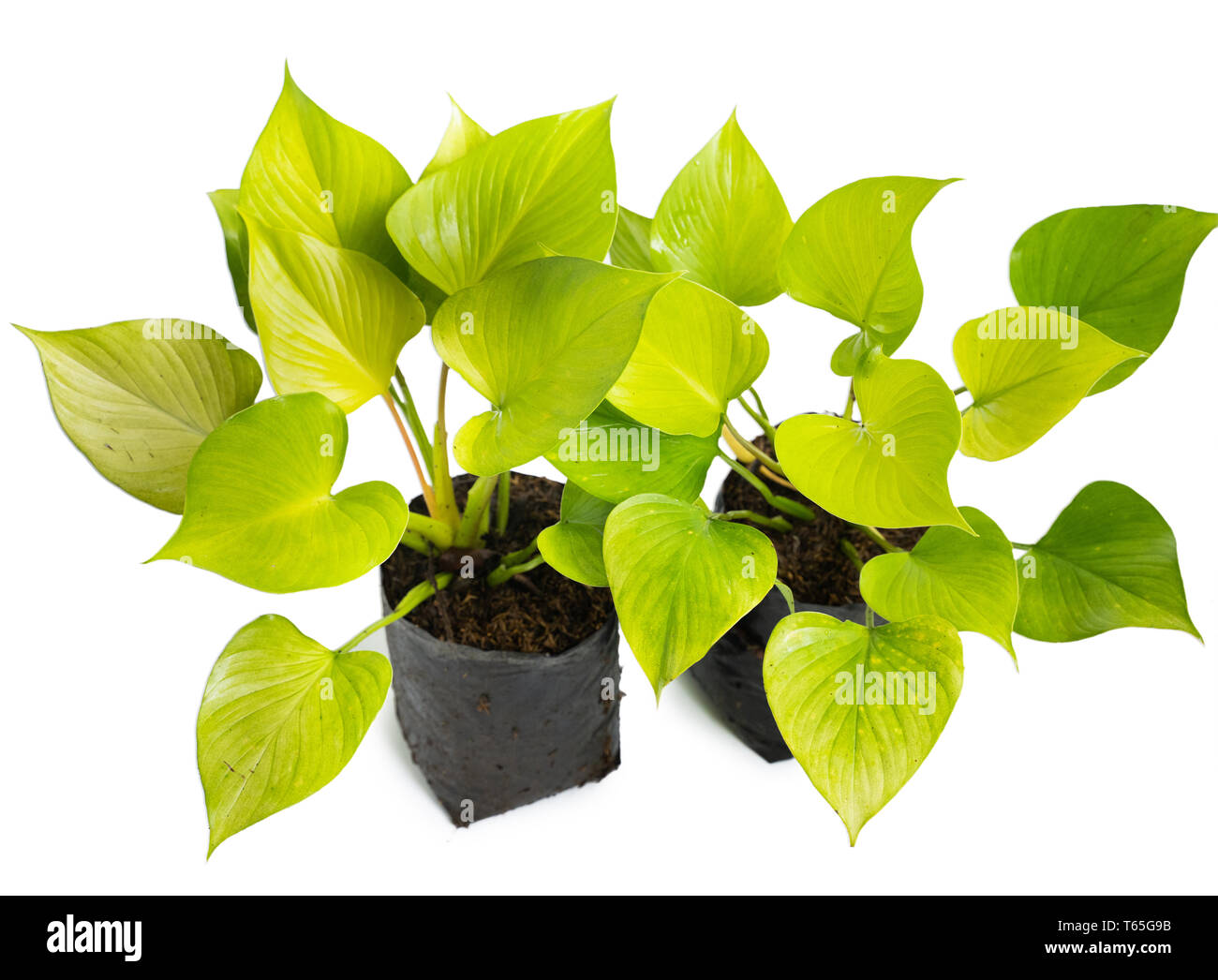 black philodendron Philodendron Black Cardinal