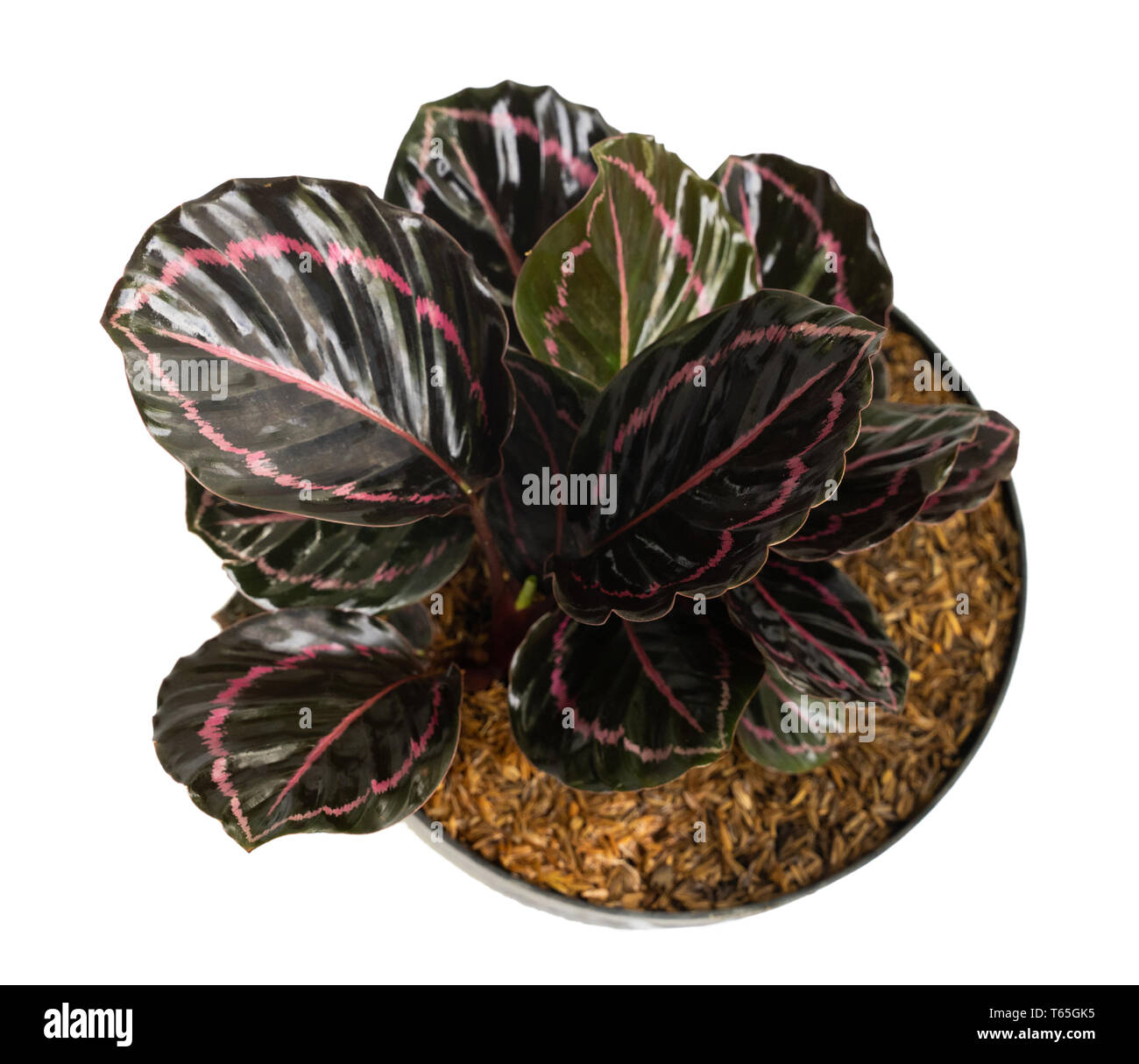 Lila Rosa Farbe und schne Topfpflanzen Calathea Roseopicta Pflanzen  Stockfotografie - Alamy