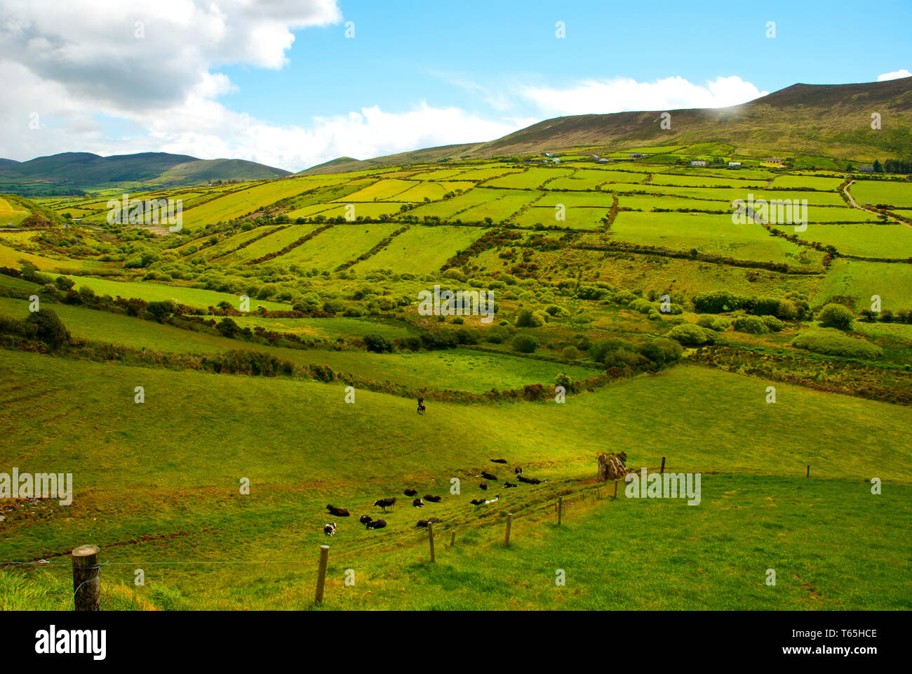 Schöne irische Landschaft mit grünen Wiesen und Feldern. Landwirtschaftliche Landschaft Stockfoto