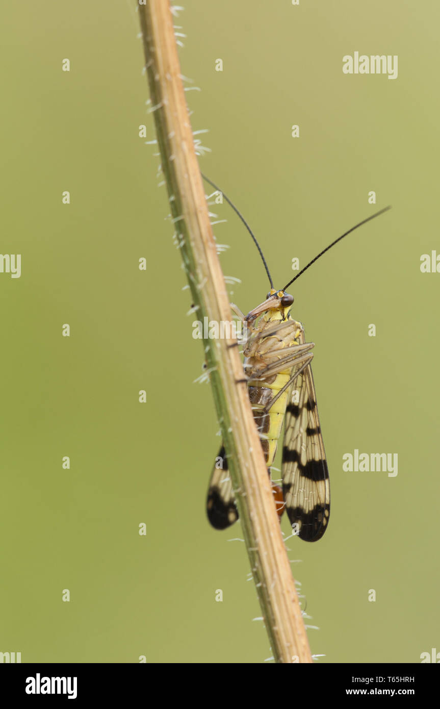 Gemeinsame scorpionfly (Panorpa communis), männlich, Germa Stockfoto
