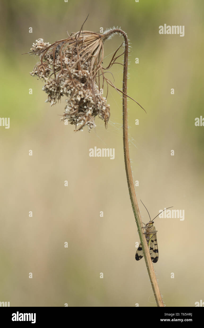 Gemeinsame scorpionfly (Panorpa communis), männlich, Germa Stockfoto