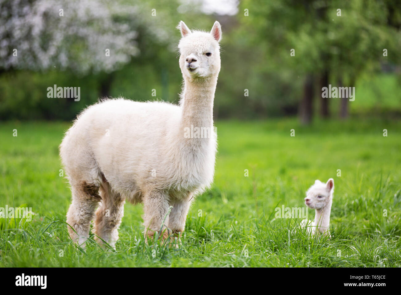 Weißer Alpaka mit Nachwuchs, Südamerikanischen Säugetier Stockfoto