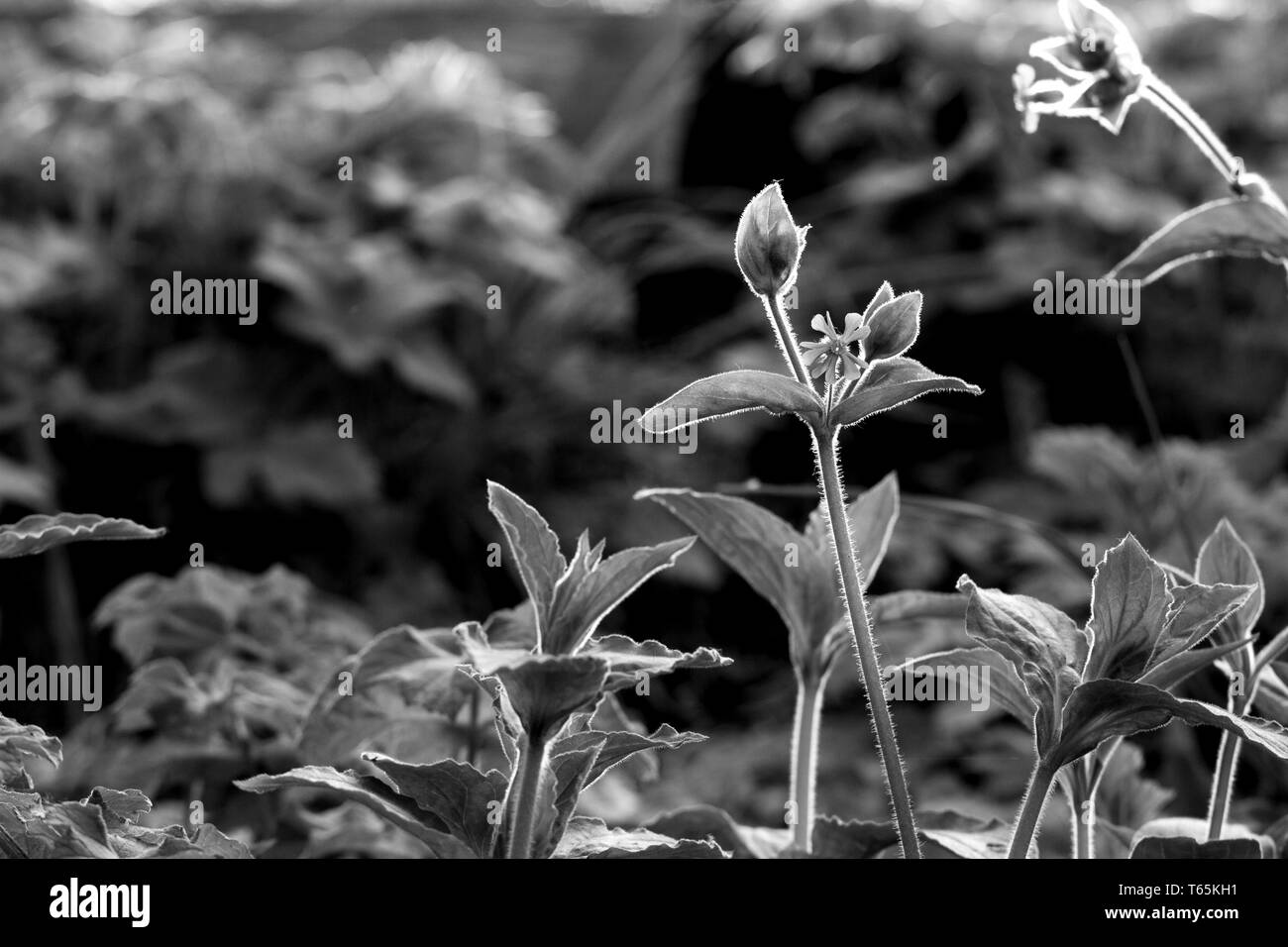 Schwarz-weiß Foto von wilden Blumen. Stockfoto