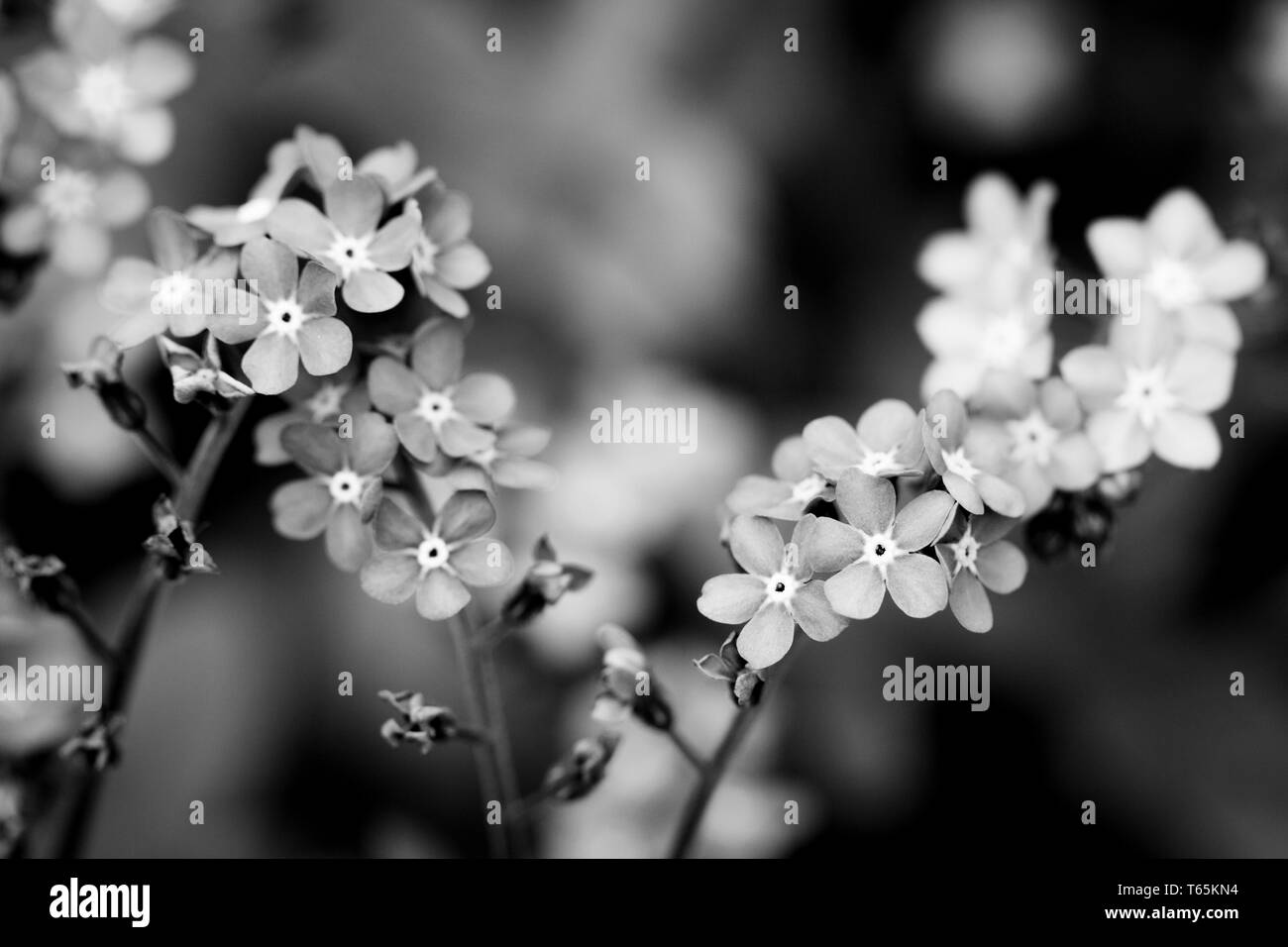 Schwarz-weißes Foto von blühenden myosotis-blumen. Makrofotografie. Stockfoto