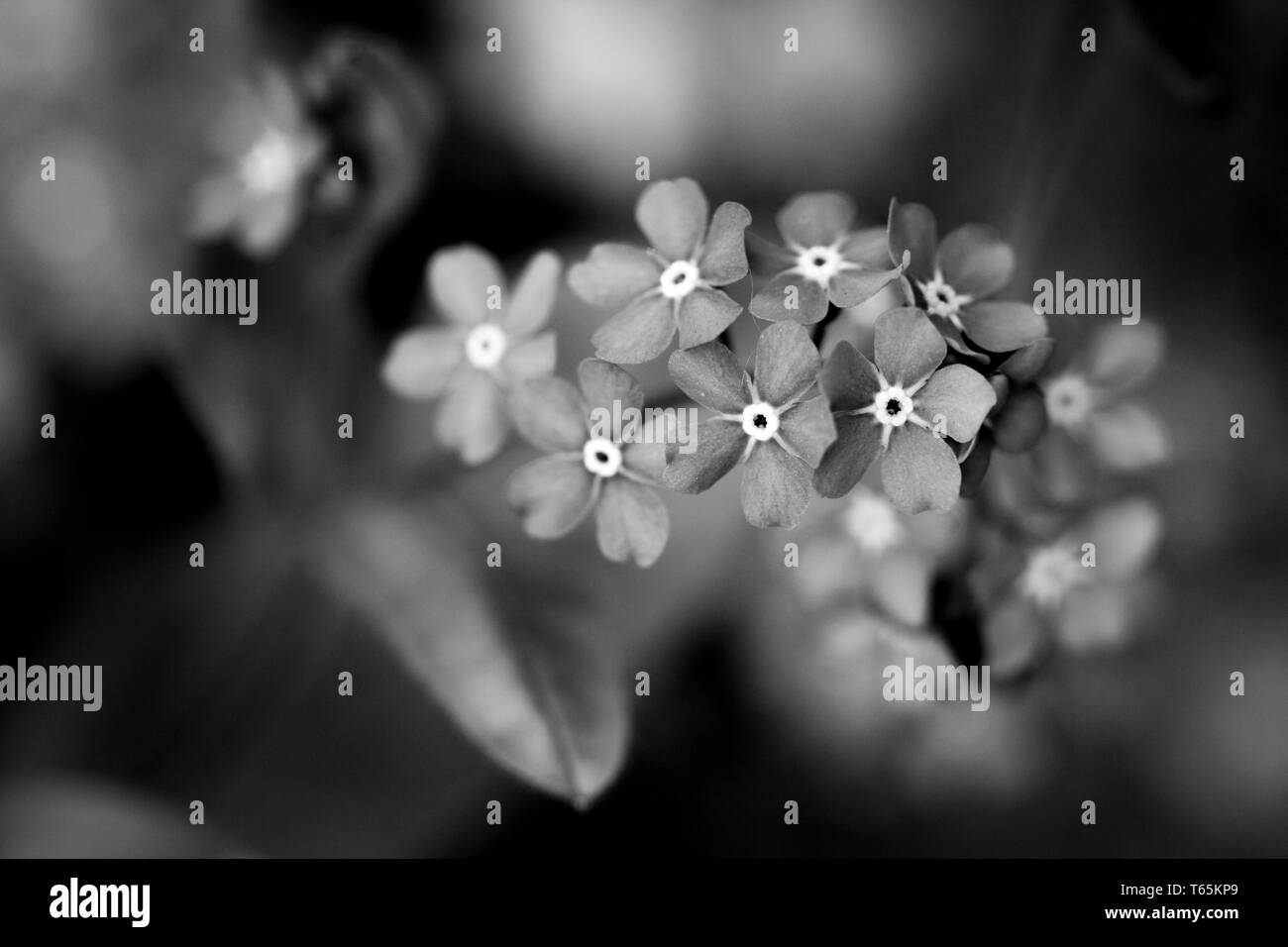 Schwarz-weiß Foto von myosotis Blumen. Makro Fotografie. Stockfoto