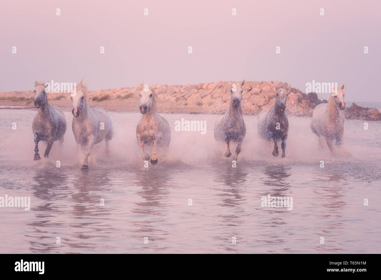 Weiße Pferde laufen Galopp im Wasser bei Sonnenuntergang, Camargue, Bouches-du-Rhone, Frankreich Stockfoto