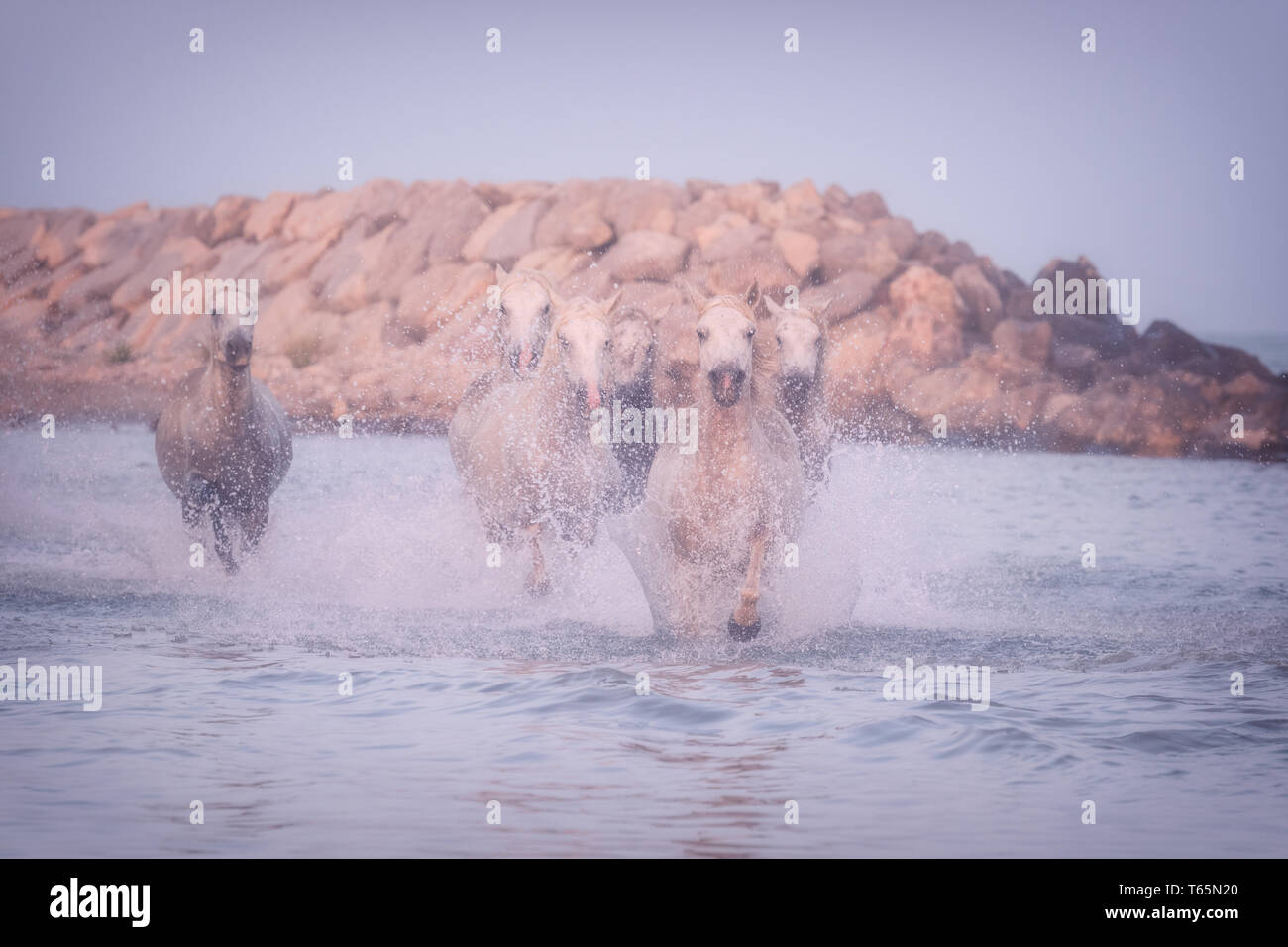 Weiße Pferde laufen Galopp im Wasser bei Sonnenuntergang, Camargue, Bouches-du-Rhone, Frankreich Stockfoto