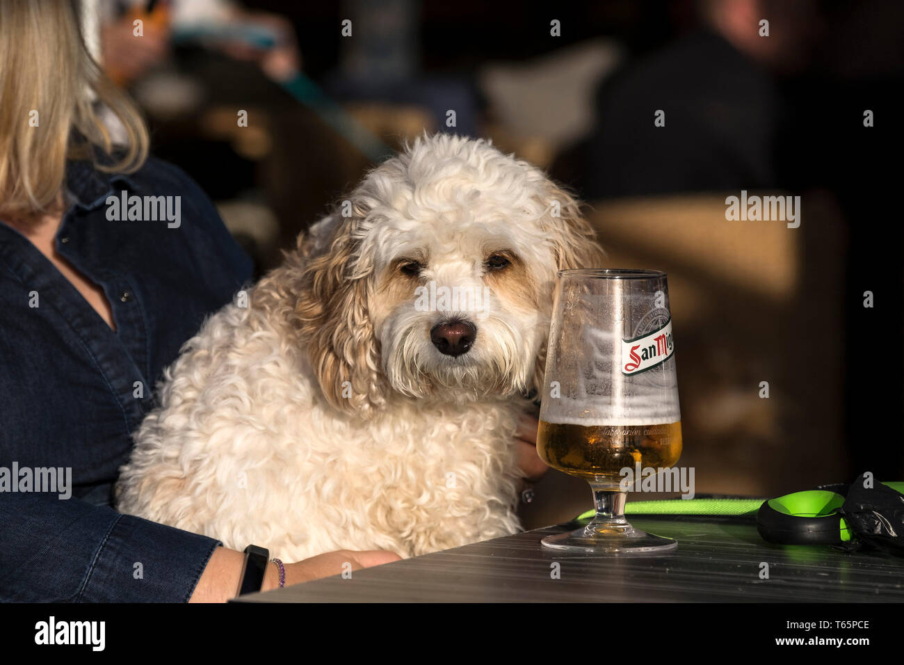 Ein betrunkener aussehenden Hund an einem Tisch mit einer San Miguel Bier sitzen. Stockfoto