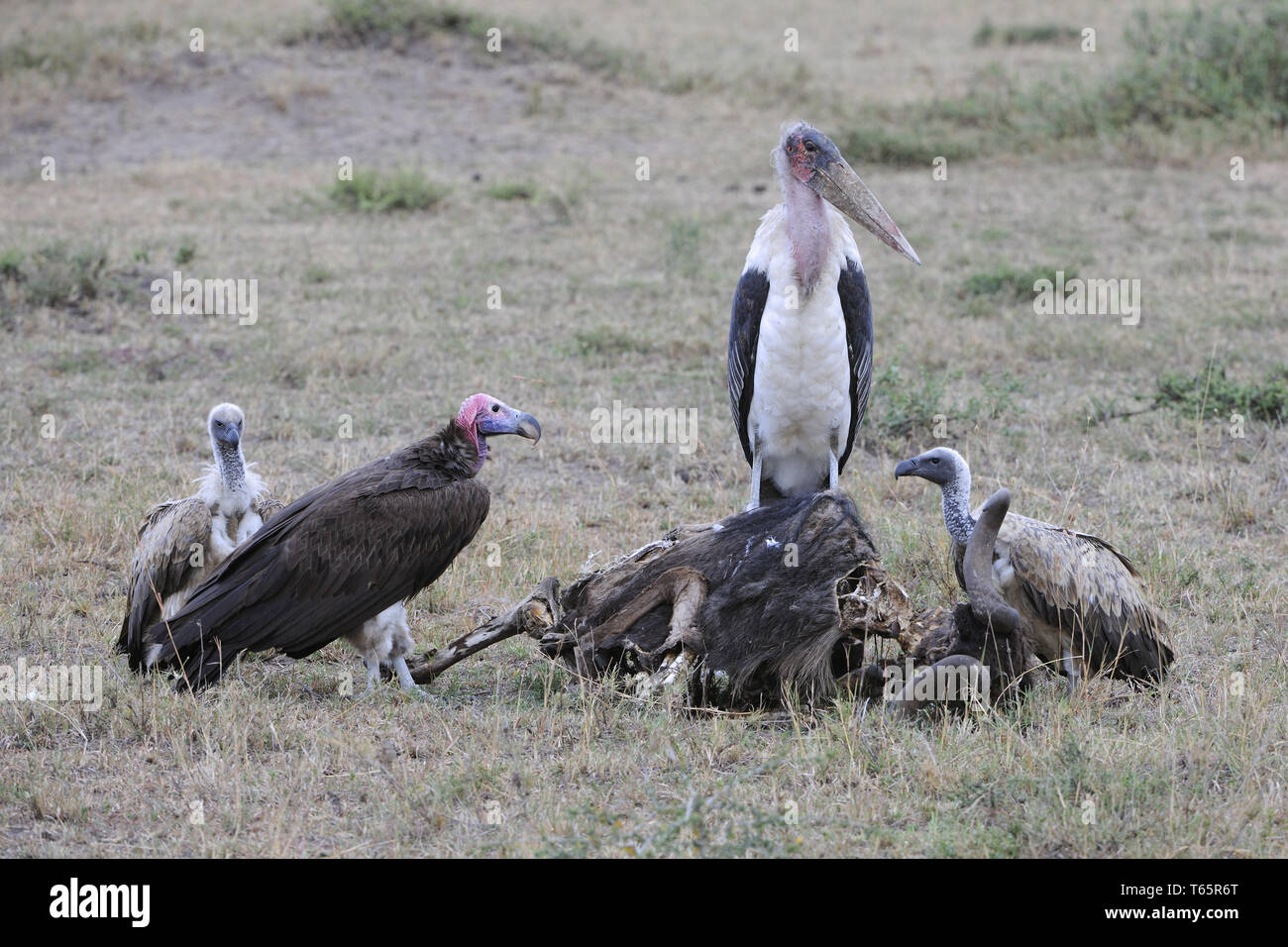 Rueppell von Griffon, Tylose in Rueppellii, Masai Mara, Afrika Stockfoto